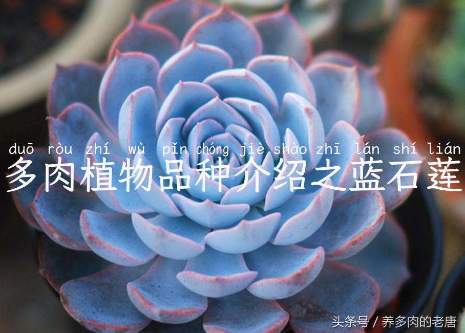 多肉植物品种介绍之蓝石莲