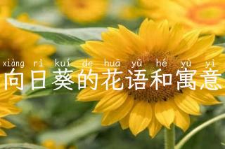 向日葵的花语和寓意