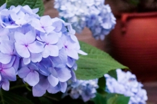 绣球的花语是什么