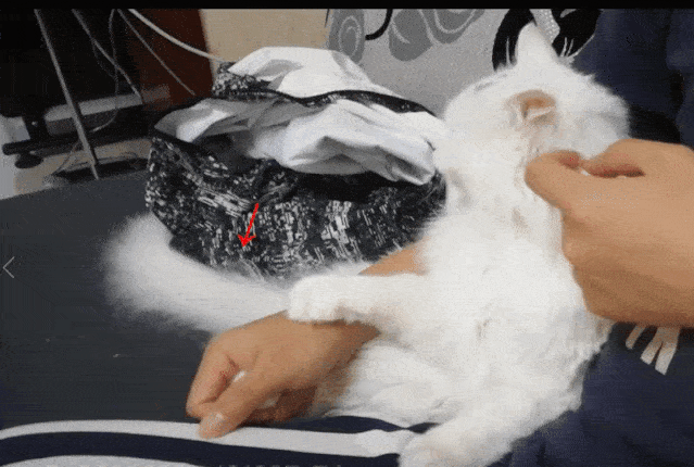 猫尾巴根部颤抖像触电老是叫
