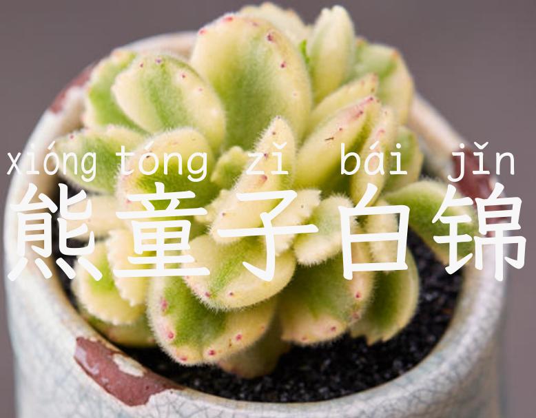熊童子白锦