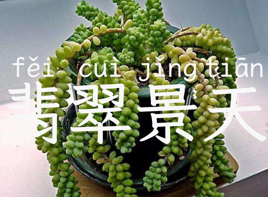 翡翠景天