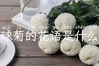 球菊的花语是什么
