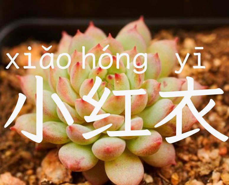 小红衣