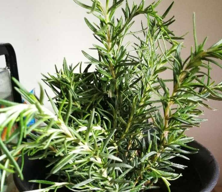 迷迭香种植方法及养护