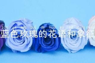 蓝色玫瑰的花语和象征