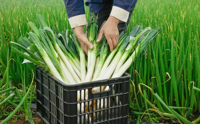 种葱用什么肥料最好