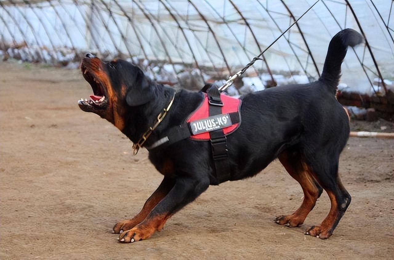 十大名犬排名图片