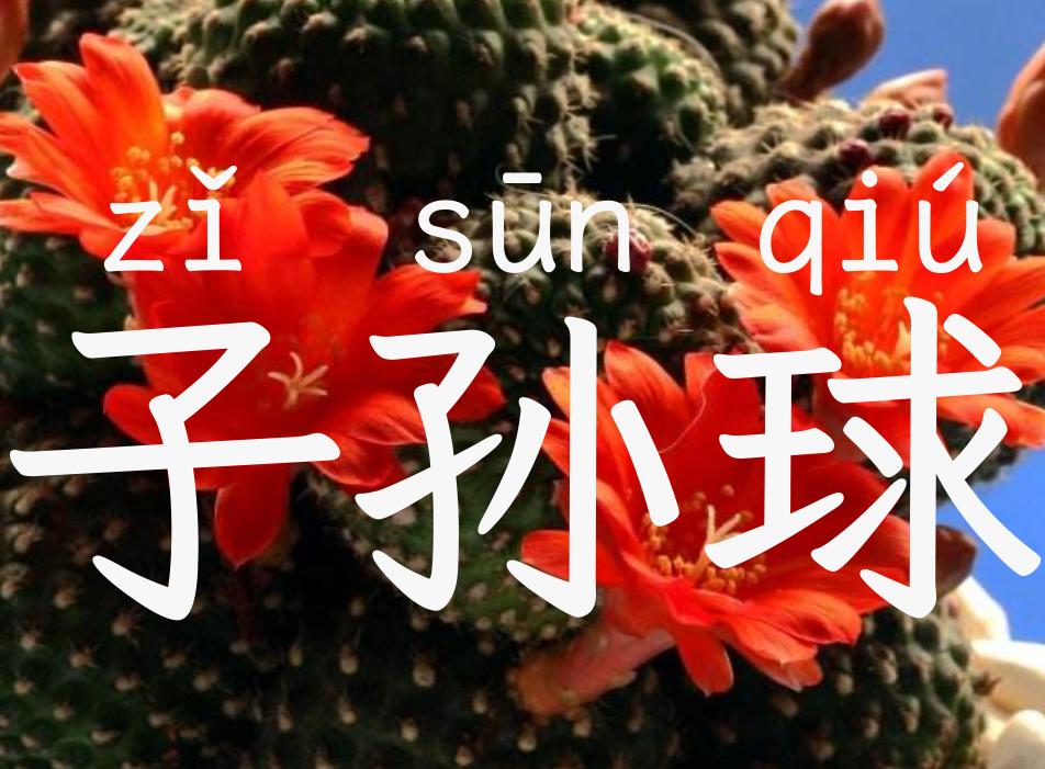 子孙球