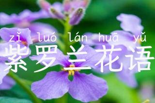 紫罗兰花语