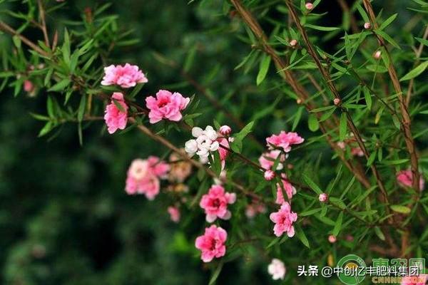 松红梅一年开几次花