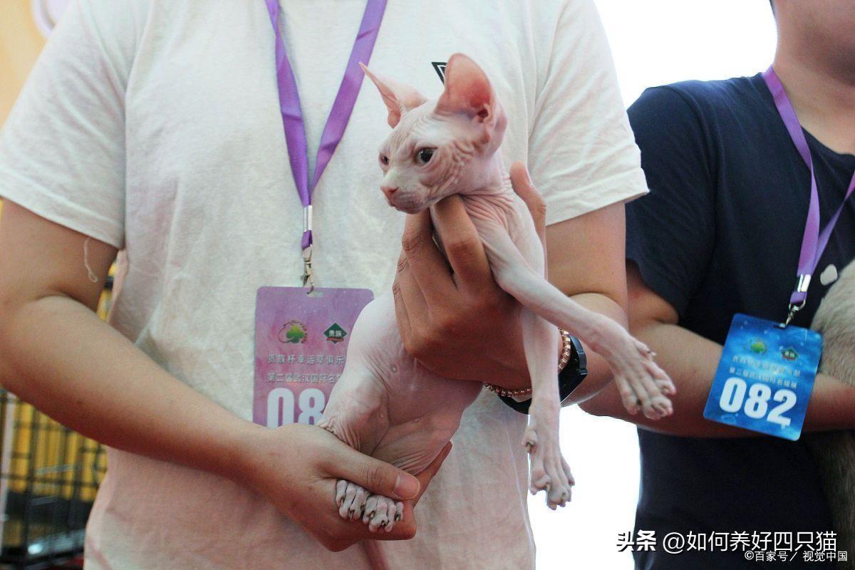 猫眼睛睁不开流眼泪怎么回事