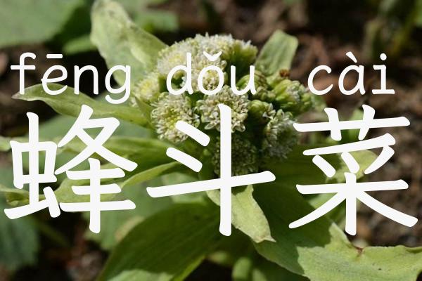 蜂斗菜
