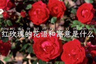 红玫瑰的花语和寓意是什么
