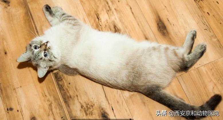  猫在地上打滚磨蹭什么意思 (猫蹭人腿,绕来绕去的)