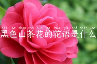 黑色山茶花的花语是什么