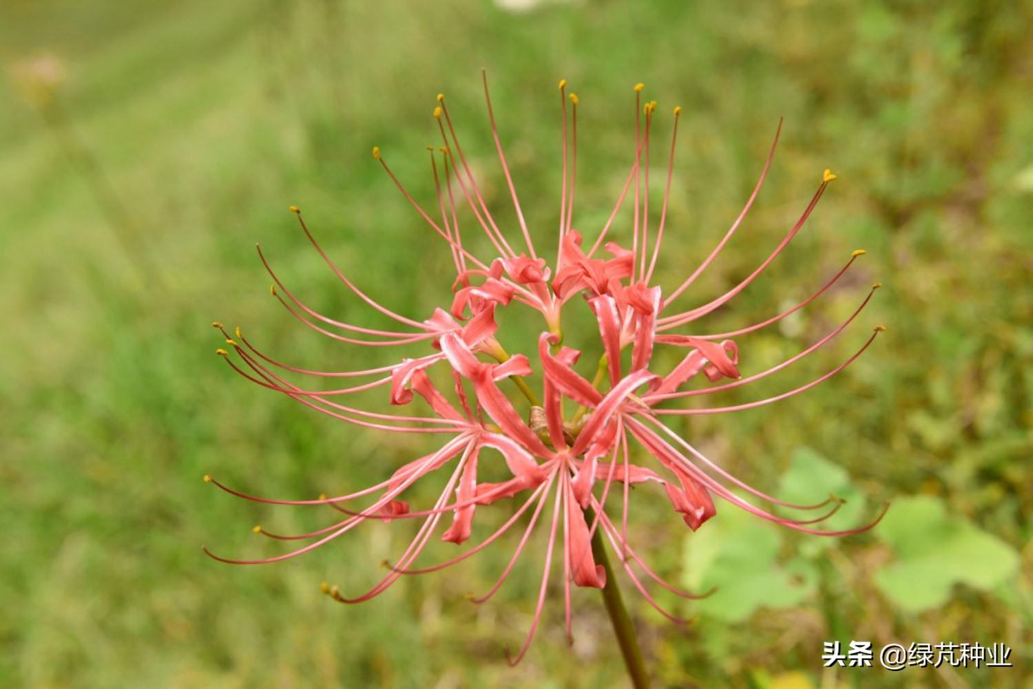 彼岸花什么时候开花