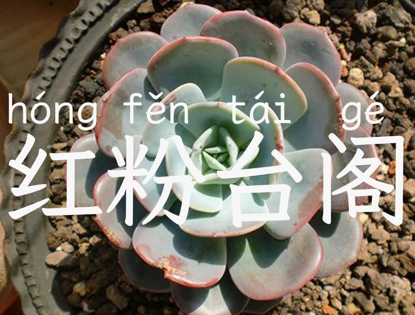 红粉台阁