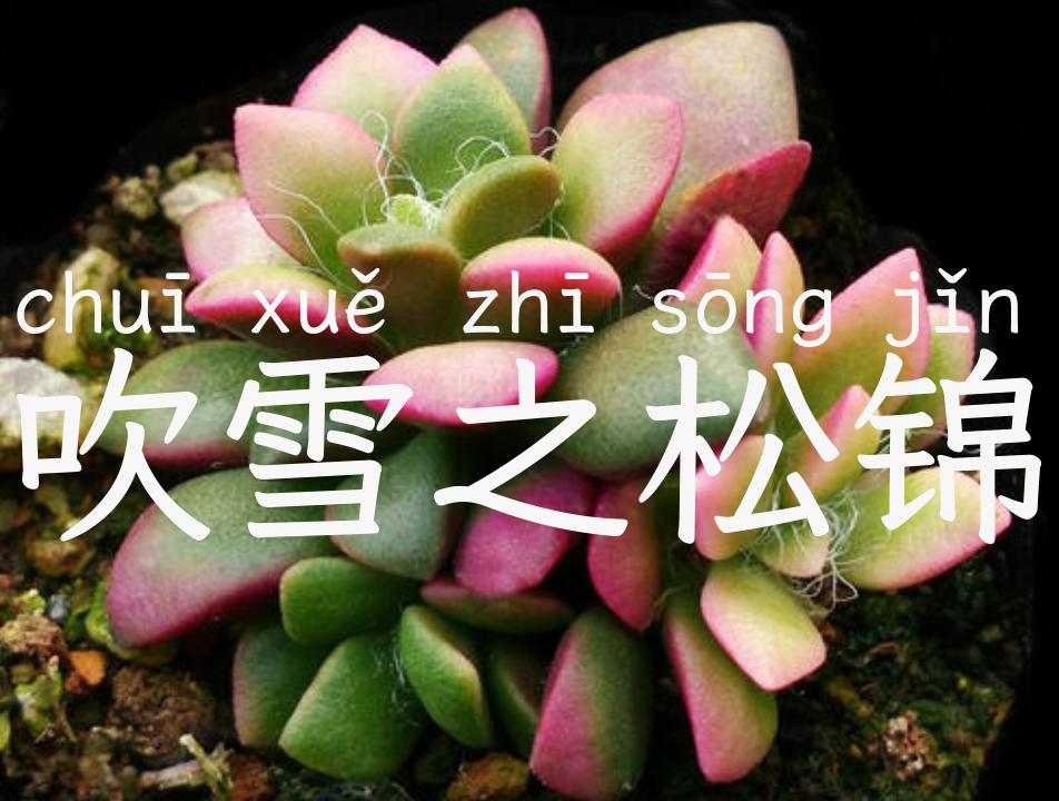 吹雪之松锦