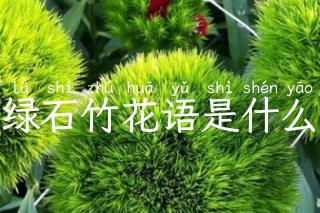 绿石竹花语是什么