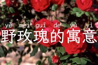 野玫瑰的寓意
