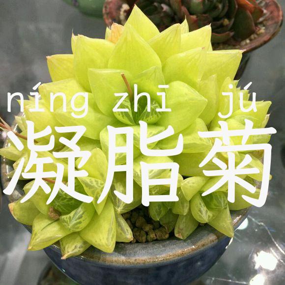 凝脂菊