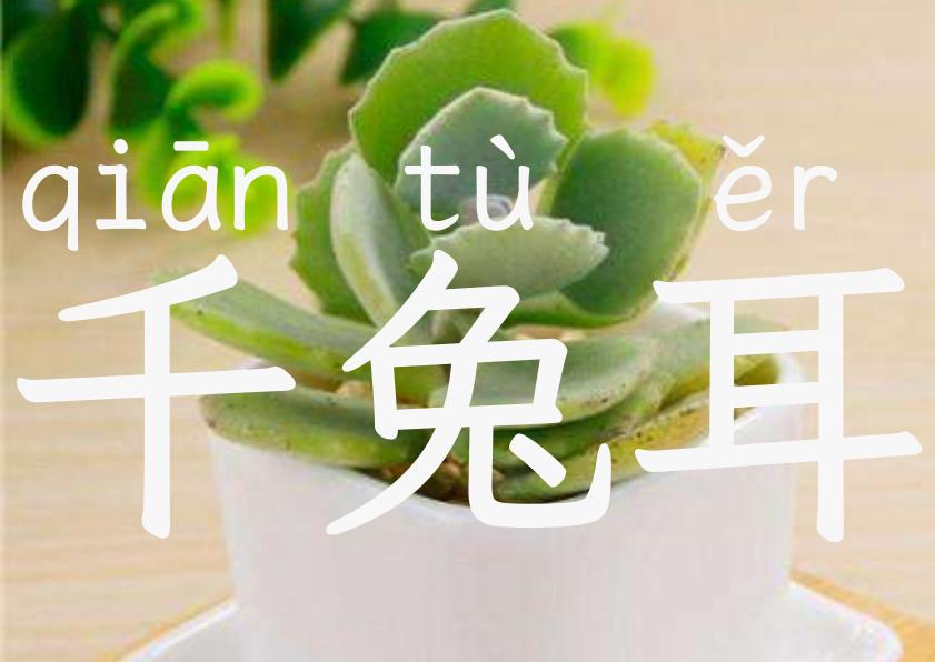 千兔耳
