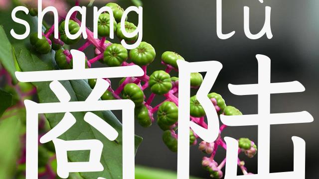 商陆