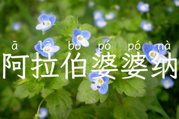 阿拉伯婆婆纳