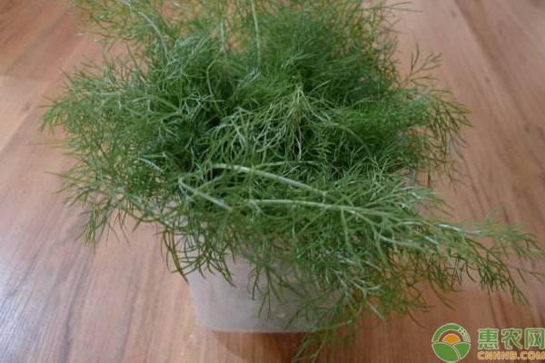 小茴香什么季节播种