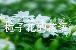栀子花的花语 