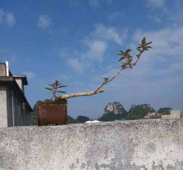 水杨梅鱼缸造景打造高雅盆景5个步骤