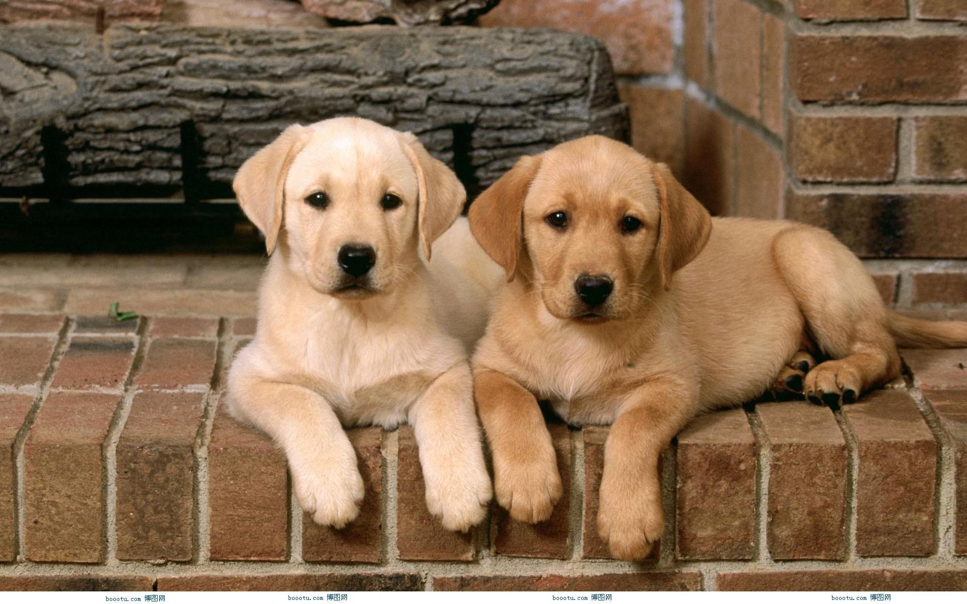 狗得细小什么症状