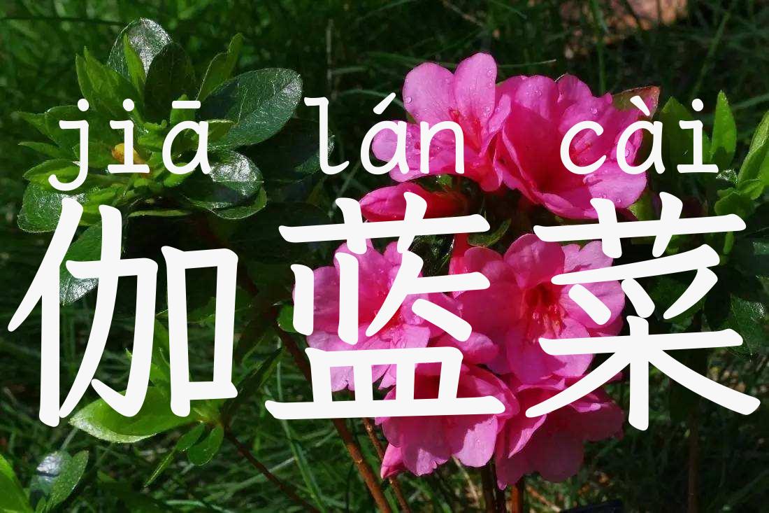 伽蓝菜