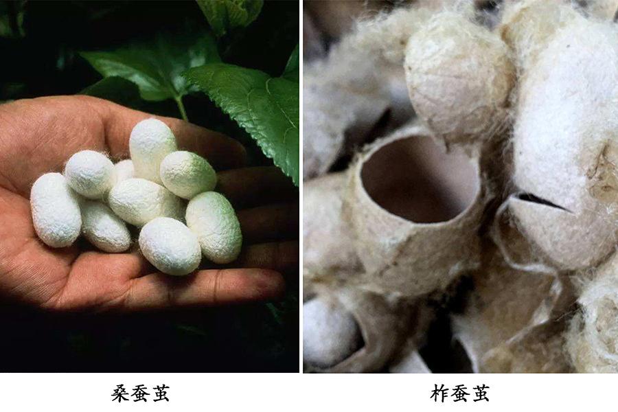 柞蚕丝和桑蚕丝哪个好