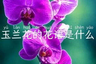 玉兰花的花语是什么