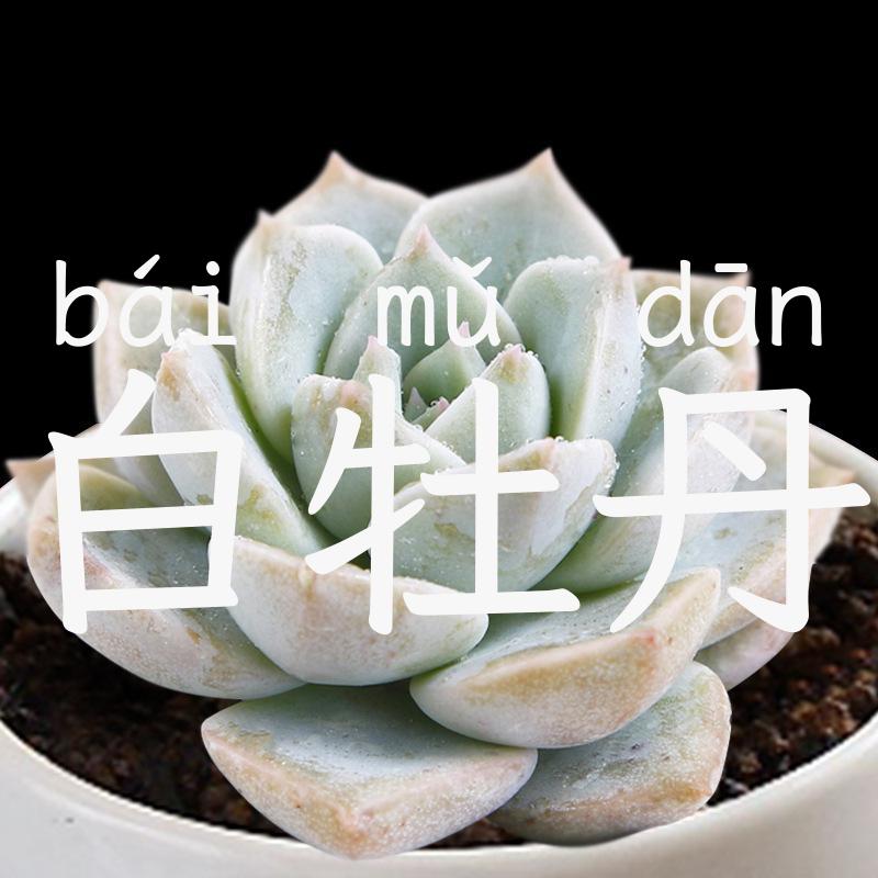 白牡丹
