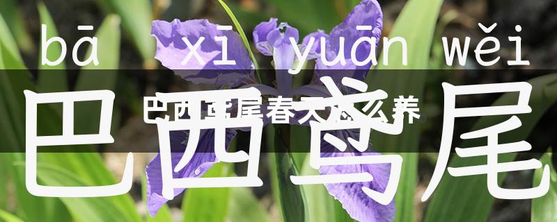 巴西鸢尾