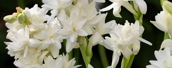 晚香玉的养殖方法和注意事项