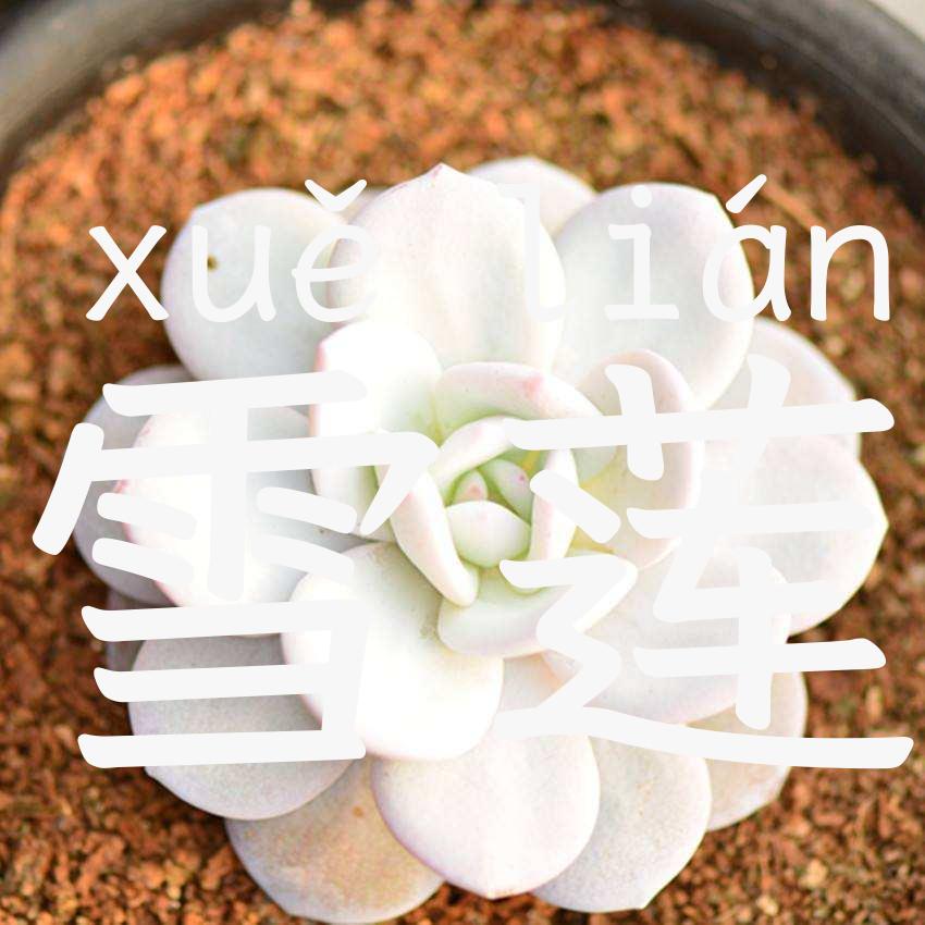 雪莲
