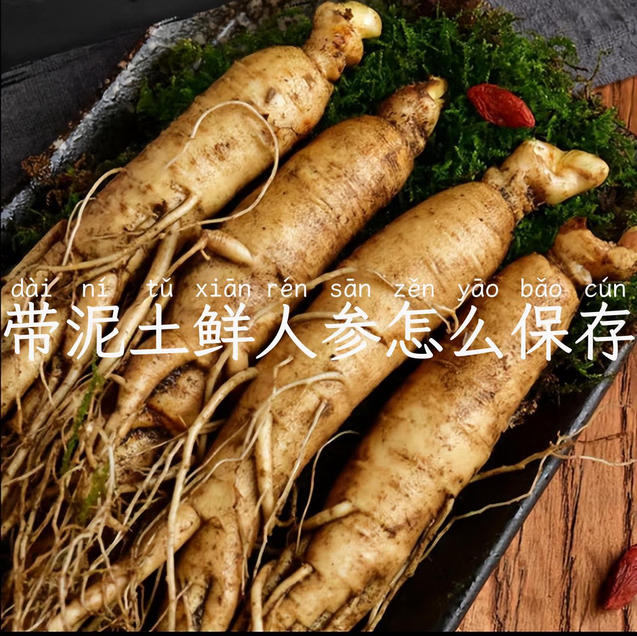 带泥土鲜人参怎么保存