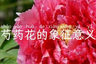 芍药花的象征意义