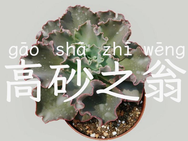 高砂之翁