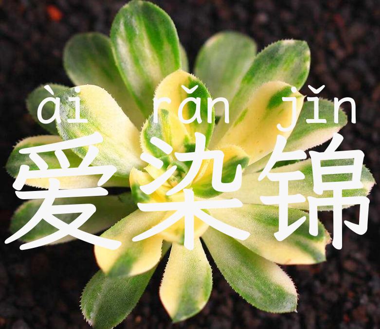 爱染锦