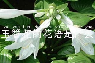 玉簪花的花语是什么