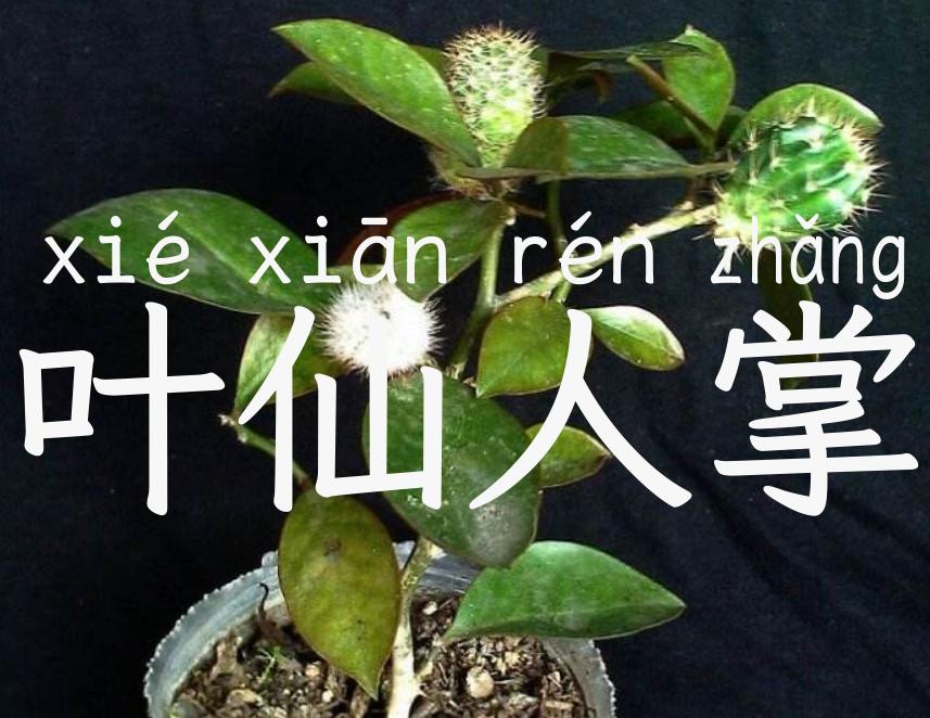 叶仙人掌
