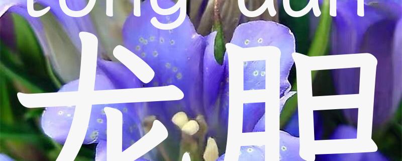 龙胆