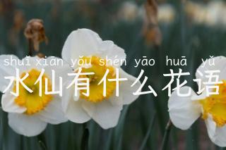 水仙有什么花语