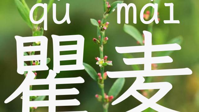 瞿麦