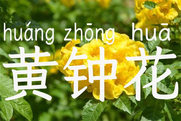 黄钟花